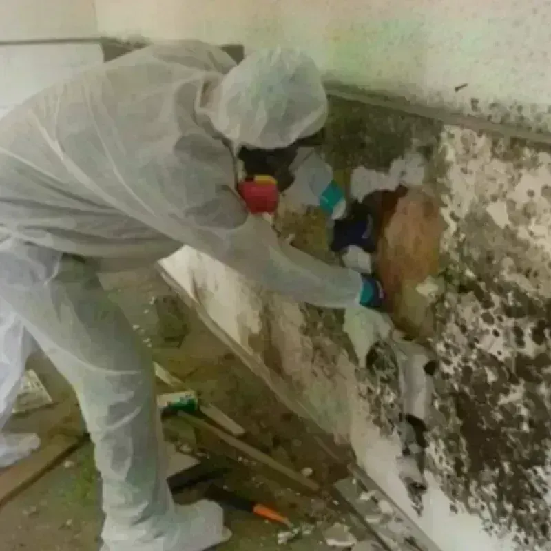 Mold Remediation and Removal in Waterloo, IA